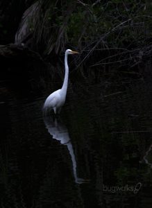 Great Egret - Fakahatchee Strand Florida