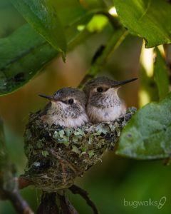 fledgling rufous hummingbirds in the nest