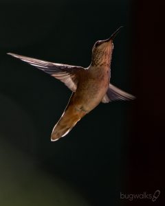 rufous hummingbird flies