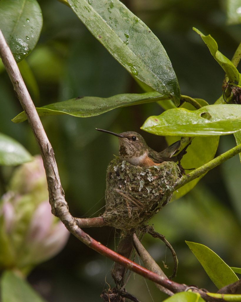 Rufous hummingbird nests in our rhododendron