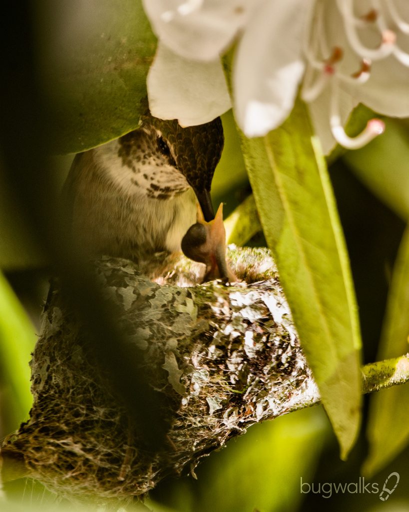 rufous hummingbird feeds her newborn chick