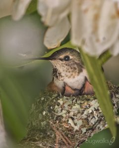 Rufous hummingbird rests on her chicks