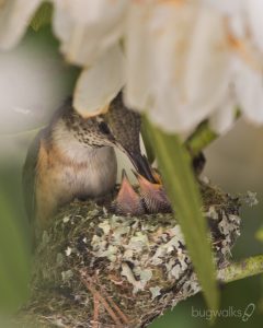 Rufoous hummingbirds feeds her chicks