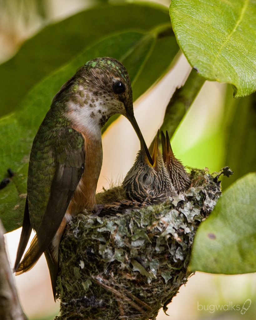 rufous hummingbird feeds chicks