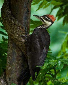 pileated woodpecker fledging