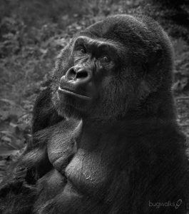 Magnificent Mountain Gorilla - Omaha City Zoo