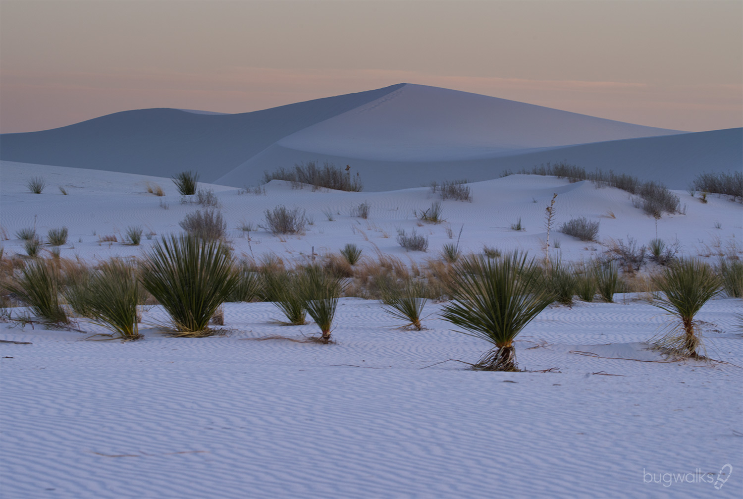 yuccas at White Sands National Park