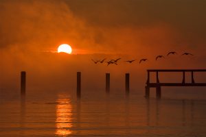 geese at sunrise