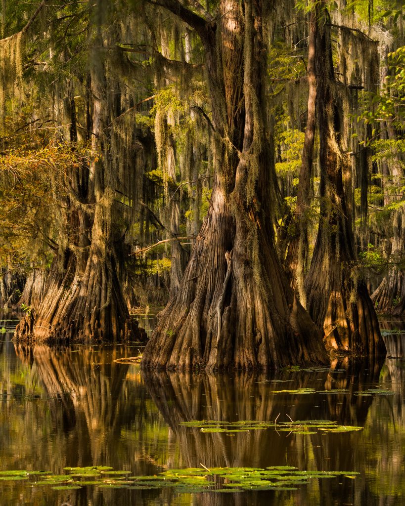 Caddo Lake State park cypress swamp