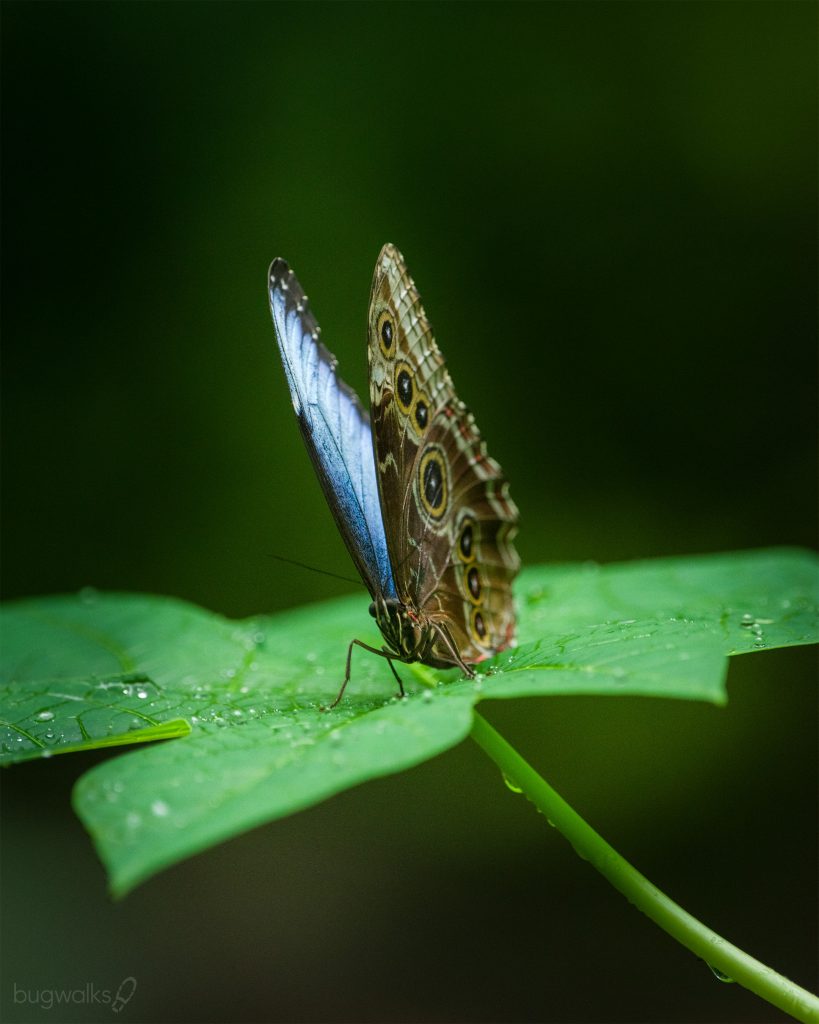 Blue morpho in Costa Rica
