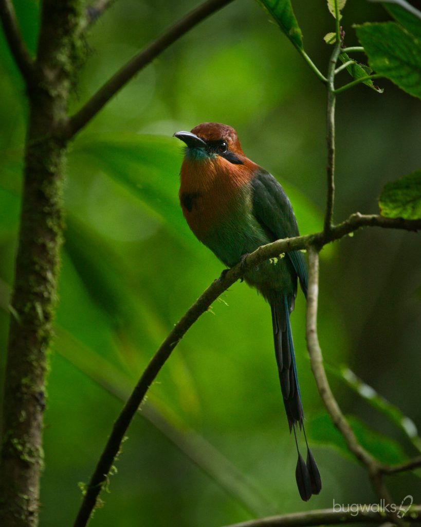 broad billed motmot in Costa Rica